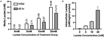 Chronic Lactate Exposure Decreases Mitochondrial Function by Inhibition of Fatty Acid Uptake and Cardiolipin Alterations in Neonatal Rat Cardiomyocytes